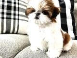 Basık Surat Safkan Shih Tzu Tüy Dökmez Orjinal Garantili