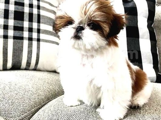Basık Surat Safkan Shih Tzu Tüy Dökmez Orjinal Garantili görsel