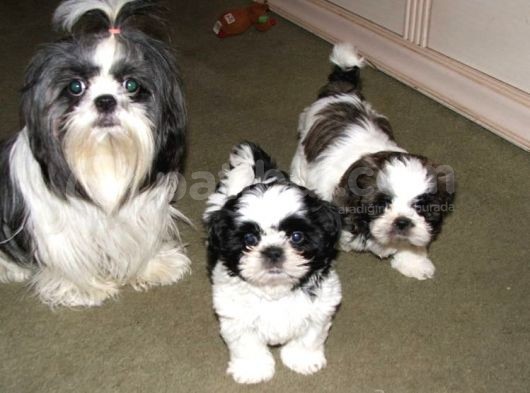 Basık Surat Safkan Shih Tzu Tüy Dökmez Orjinal Garantili