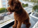 Poodle 18 Aylık