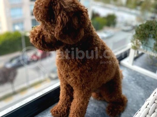 Poodle 18 Aylık görsel