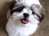 Basık Surat Safkan Shih Tzu Tüy Dökmez Orjinal Garantili