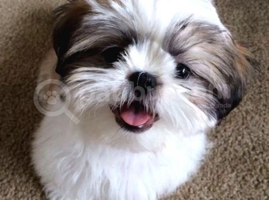 Basık Surat Safkan Shih Tzu Tüy Dökmez Orjinal Garantili görsel