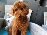 Poodle 18 Aylık
