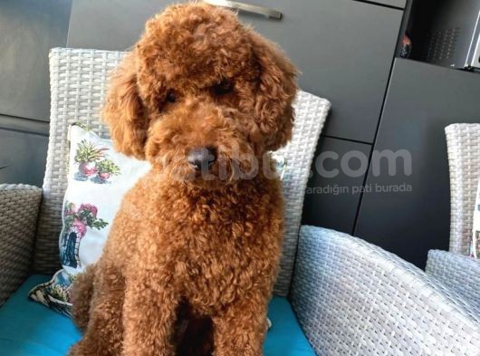Poodle 18 Aylık görsel