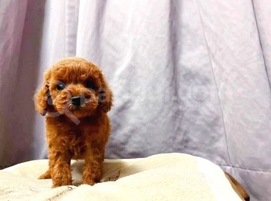 Irk Ve Sağlık Garantili Red Toy Poodle Yavruları görsel