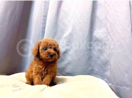 Irk Ve Sağlık Garantili Red Toy Poodle Yavruları görsel