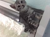 2.5 Aylık Safkan British Shorthair Silver Tabby (ACİL)