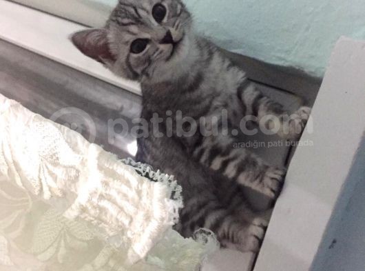 2.5 Aylık Safkan British Shorthair Silver Tabby (Aci̇l)