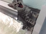 2.5 Aylık Safkan British Shorthair Silver Tabby (Aci̇l)