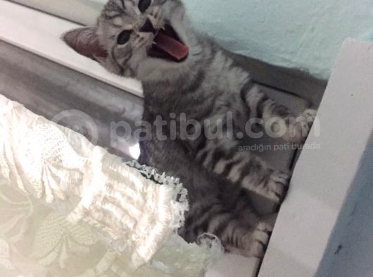 2.5 Aylık Safkan British Shorthair Silver Tabby (Aci̇l) görsel