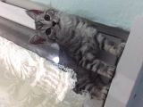 2.5 Aylık Safkan British Shorthair Silver Tabby (Aci̇l)