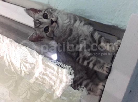 2.5 Aylık Safkan British Shorthair Silver Tabby (Aci̇l) görsel