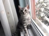 2.5 Aylık Safkan British Shorthair Silver Tabby (Aci̇l)