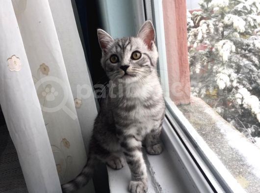 2.5 Aylık Safkan British Shorthair Silver Tabby (Aci̇l) görsel