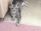 2.5 Aylık Safkan British Shorthair Silver Tabby (Aci̇l)