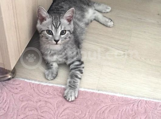 2.5 Aylık Safkan British Shorthair Silver Tabby (Aci̇l) görsel