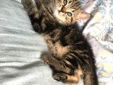 Golden Tabby Scotti̇sh Strai̇ght Erkek 4 Aylik Yavru Kedi̇m