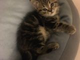 Golden Tabby Scotti̇sh Strai̇ght Erkek 4 Aylik Yavru Kedi̇m