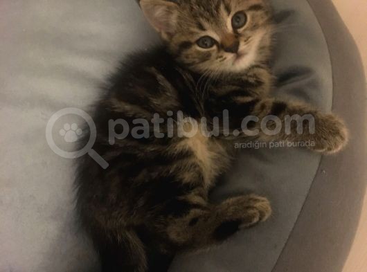 Golden Tabby Scotti̇sh Strai̇ght Erkek 4 Aylik Yavru Kedi̇m görsel