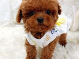 %100 Orji̇nal Sevi̇mli̇ Toy Poodle Yavrularimiz