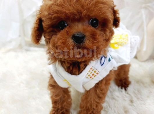 %100 Orji̇nal Sevi̇mli̇ Toy Poodle Yavrularimiz görsel