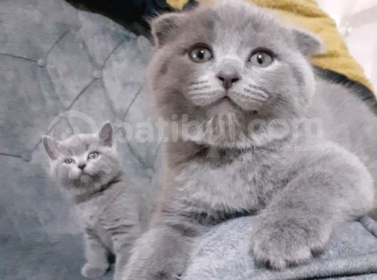 3 Aylik Minikler Sütten Kesildiler görsel