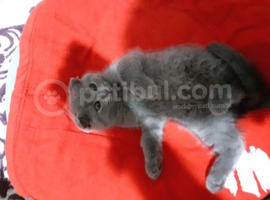 3 Aylik Minikler Sütten Kesildiler görsel