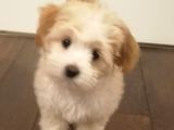 2 Buçuk Aylık Dişi Maltipoo