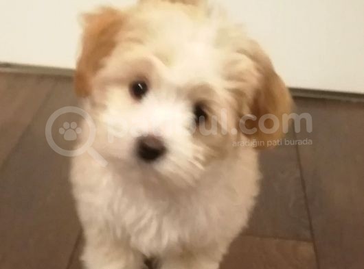 2 Buçuk Aylık Dişi Maltipoo