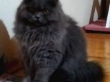 Ayı Surat 7 Aylık Orjinal Dişi British Longhair