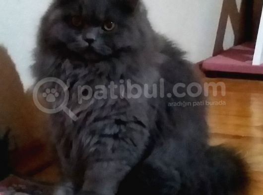 Ayı Surat 7 Aylık Orjinal Dişi British Longhair görsel