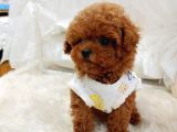 %100 Orji̇nal Sevi̇mli̇ Toy Poodle Yavrularimiz