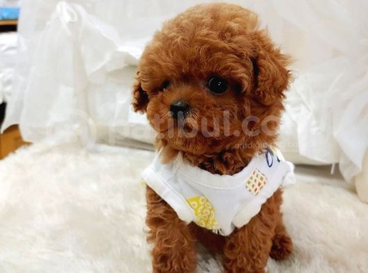 %100 Orji̇nal Sevi̇mli̇ Toy Poodle Yavrularimiz görsel