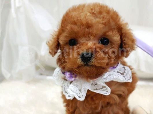 %100 Orji̇nal Sevi̇mli̇ Toy Poodle Yavrularimiz görsel