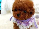 %100 Orji̇nal Sevi̇mli̇ Toy Poodle Yavrularimiz