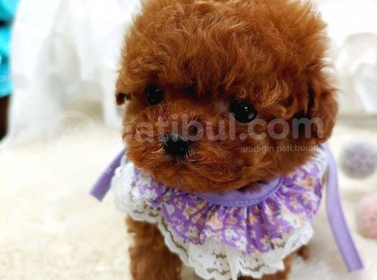 %100 Orji̇nal Sevi̇mli̇ Toy Poodle Yavrularimiz görsel