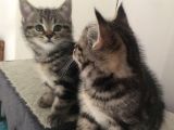 Golden Tabby Scotti̇sh Strai̇ght Erkek 4 Aylik Yavru Kedi̇m