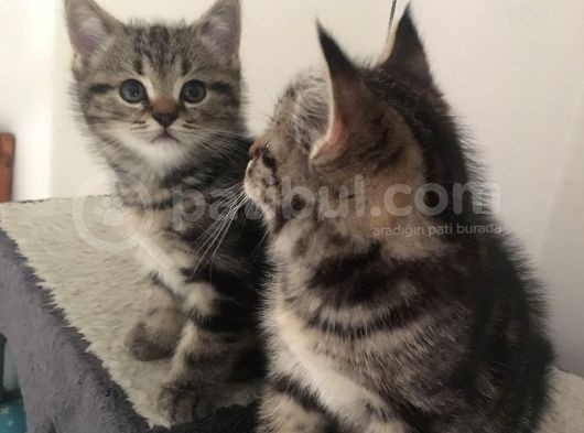 Golden Tabby Scotti̇sh Strai̇ght Erkek 4 Aylik Yavru Kedi̇m görsel