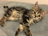Golden Tabby Scotti̇sh Strai̇ght Erkek 4 Aylik Yavru Kedi̇m