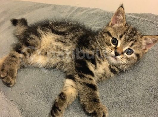 Golden Tabby Scotti̇sh Strai̇ght Erkek 4 Aylik Yavru Kedi̇m görsel