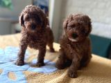 Bebek Surat Toy Poodle Yavrular