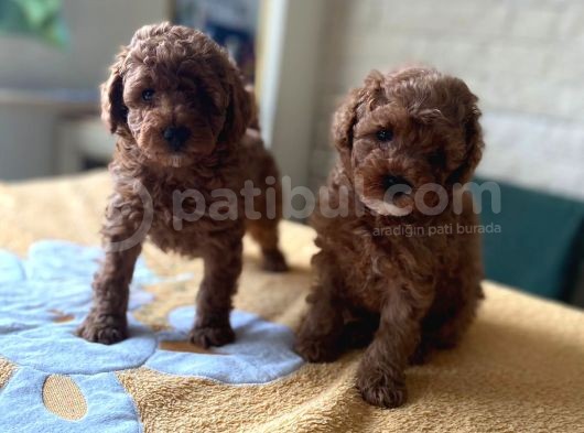 Bebek Surat Toy Poodle Yavrular