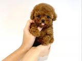 Safkan Red Brown Toy Poodle Yavrularimiz