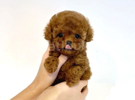 Safkan Red Brown Toy Poodle Yavrularimiz görsel