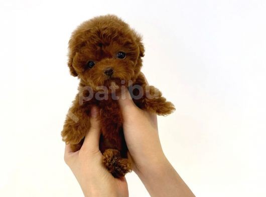 Çocuklarla Uyumlu Red Brown Toy Poodle Yavrularimiz görsel