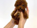 Çocuklarla Uyumlu Red Brown Toy Poodle Yavrularimiz