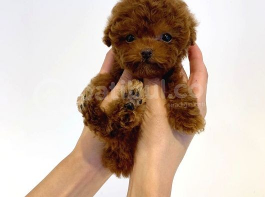 Çocuklarla Uyumlu Red Brown Toy Poodle Yavrularimiz görsel