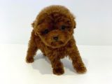 Çocuklarla Uyumlu Red Brown Toy Poodle Yavrularimiz