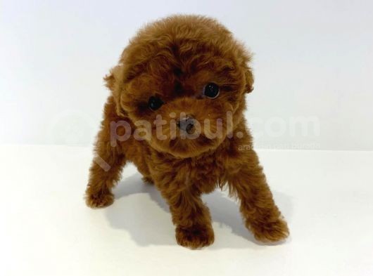 Çocuklarla Uyumlu Red Brown Toy Poodle Yavrularimiz görsel